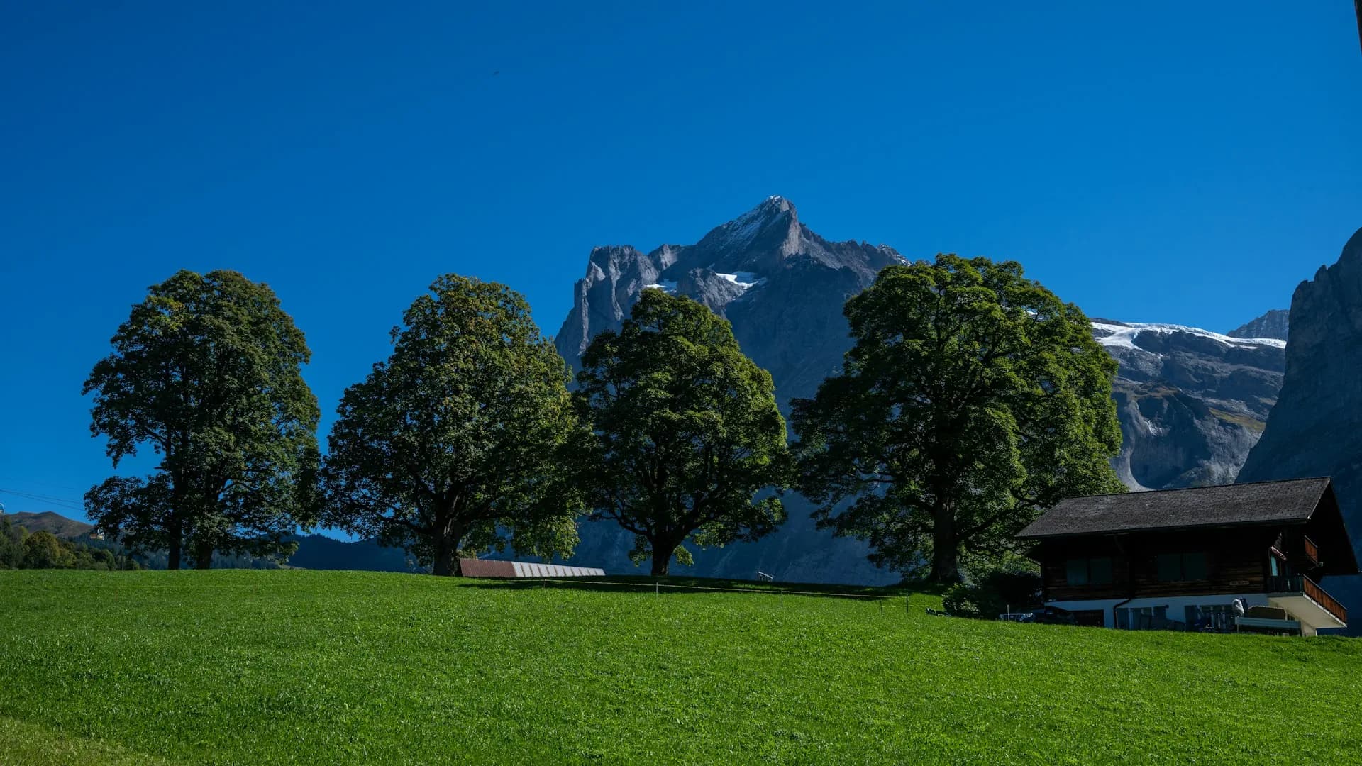 Prairie alpine et sommet enneigé du Massif du Mont Blanc en été
